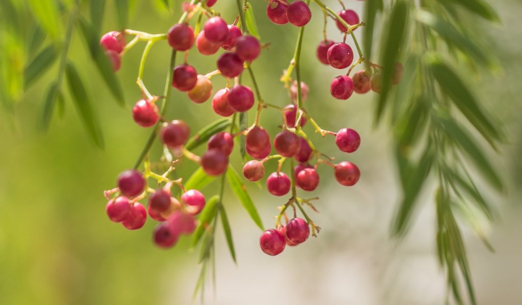 Peruvian pepper tree
